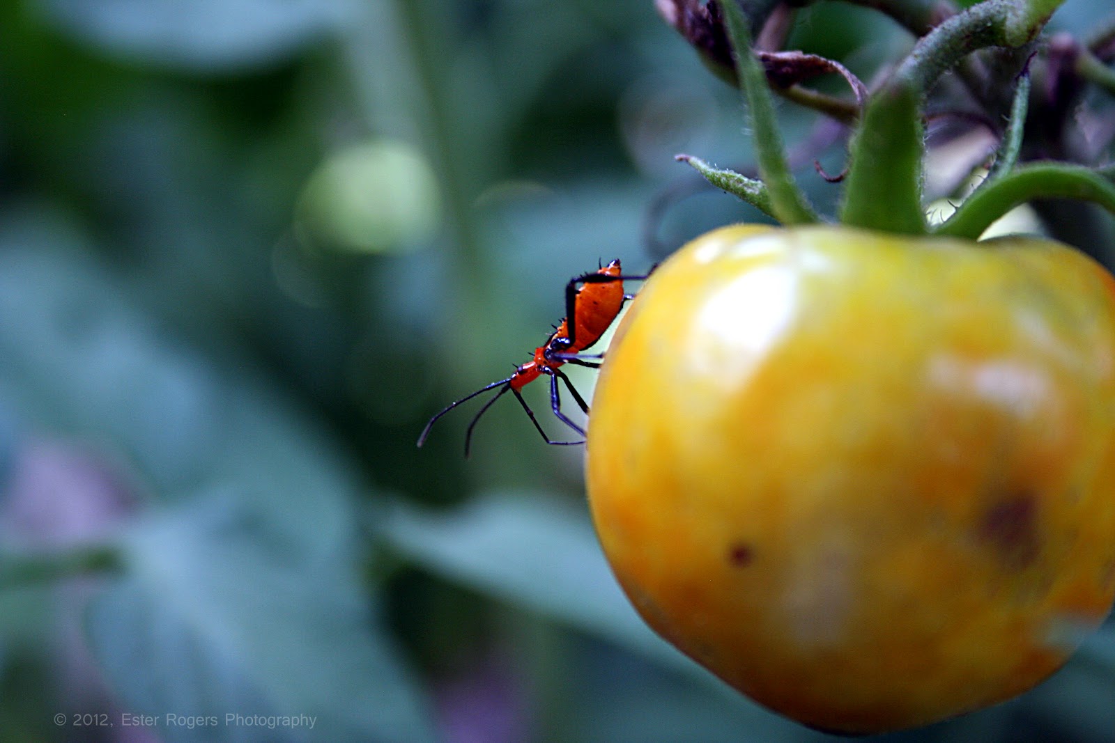 Ester Rogers Photography Red Aphid On The Tomato