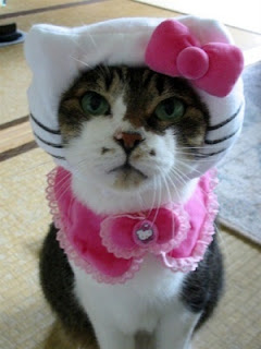 Cat in Hello Kitty costume