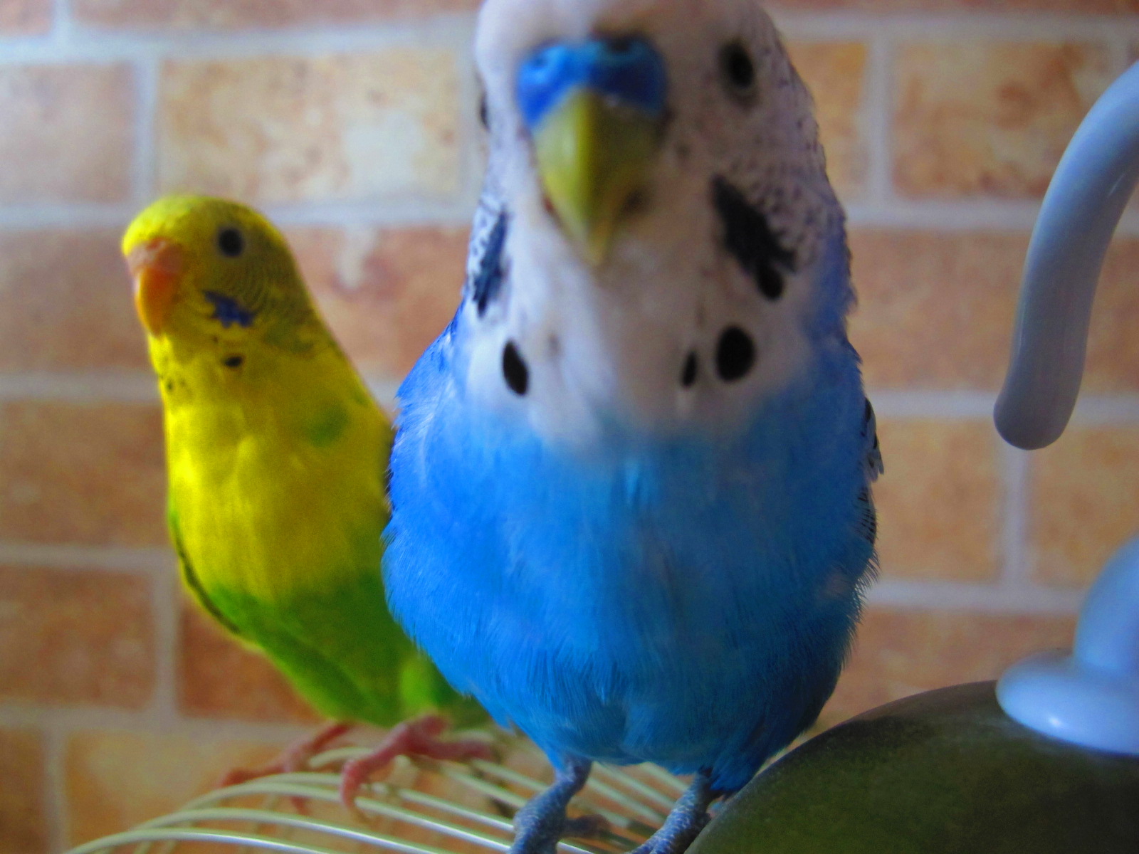 可愛い セキセイインコ の写真を集めてみました インコ好きにはたまらないですね Naver まとめ