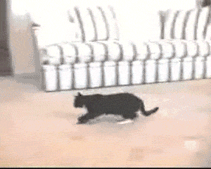 cat-excited-1.gif