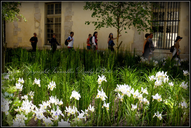 Iris Cour des Senteurs Versailles