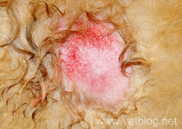 treatment for hotspots on golden retriever vet spot moist dermatitis treatment and diagnosis treatment for hotspots on golden retriever vet spot moist dermatitis treatment and diagnosis