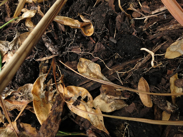 Earth and shriveled brown leaves, some cordyline.