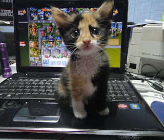 cat on laptop cat sitting on laptop