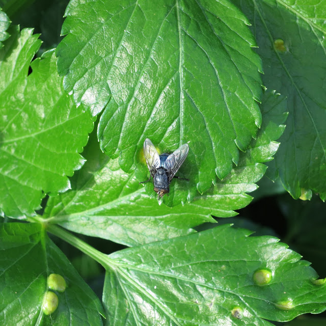 Fly sitting on the glossy leaves of  Smyrnium olusatrum - alexanders.