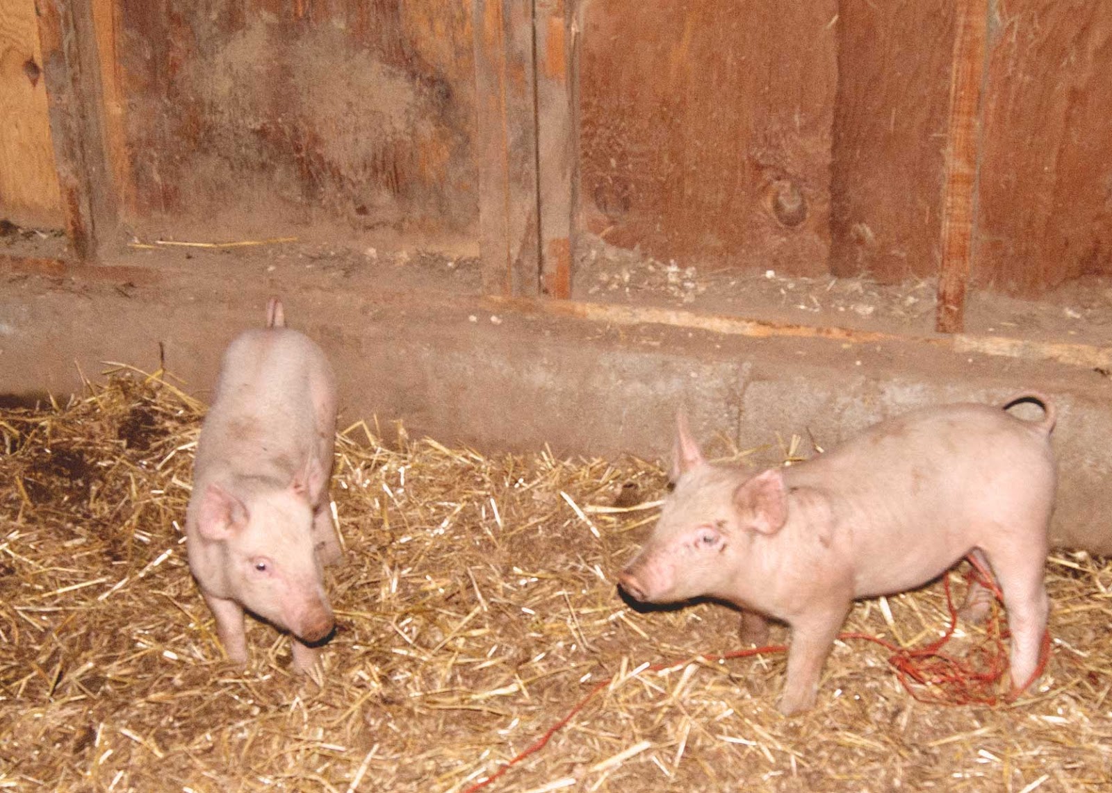 Farm Babies Averie Lane Farm Babies