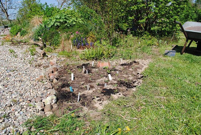 [Bild: 1neues+Beet2_20140427.jpg]