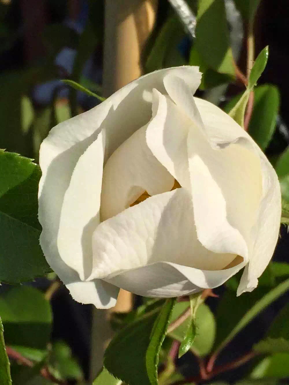 Singapore Plants Lover Today's Flowers Rosa Laevigata