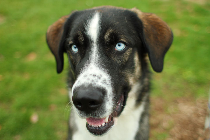 major husky bernese mix
