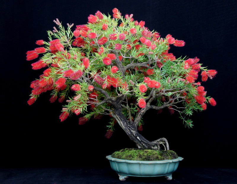 paradis express New Zealand Tea Tree Bonsai