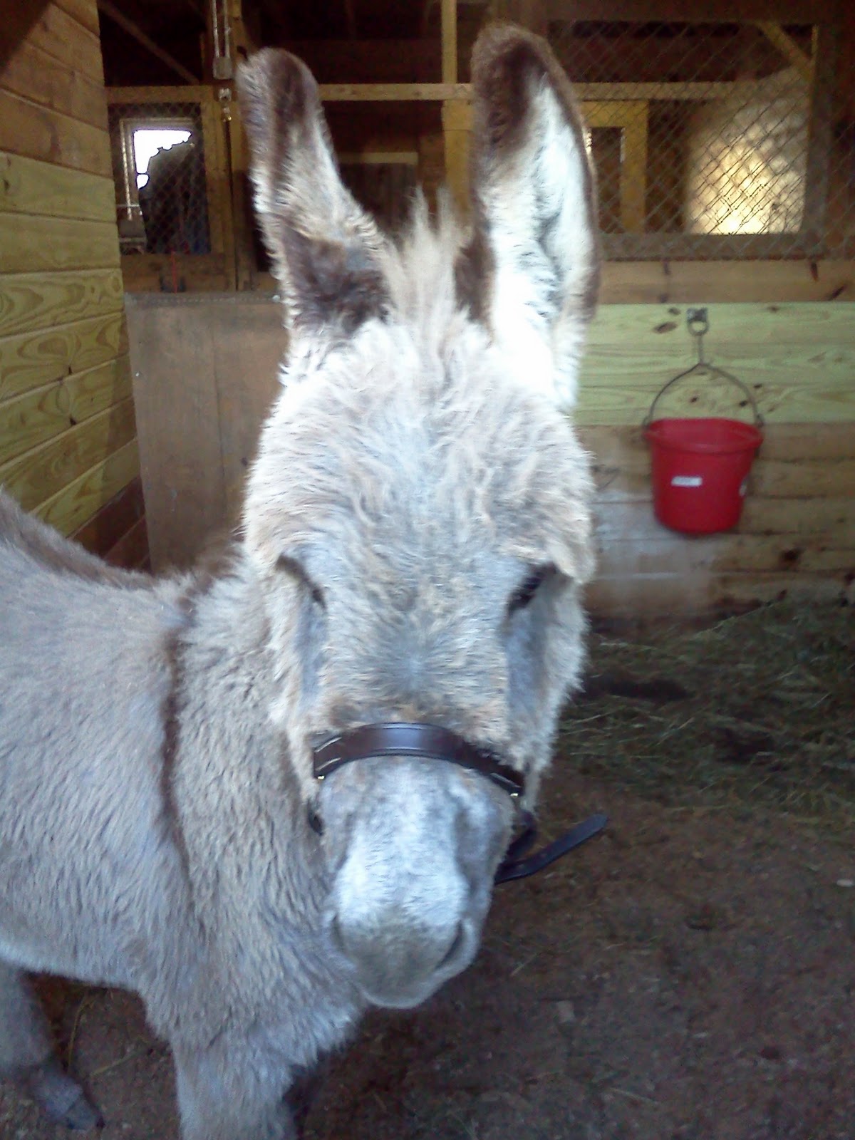 The Dancing Donkey An Injured Donkey