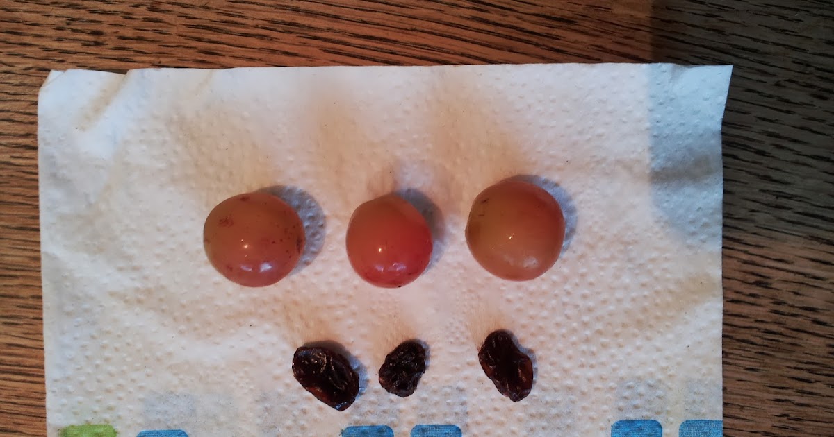 My Fruitful Life Grapes to Raisins Experiment