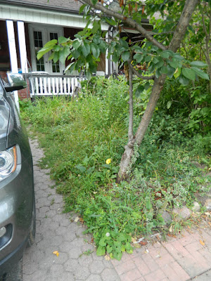 Riverdale front garden clean up before Paul Jung Gardening Services Toronto Riverdale front garden clean up before Paul Jung Gardening Services Toronto
