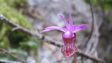 Fairy Slipper