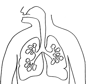 Desene Imagini De Colorat Corpul Uman Anatomie Imagini De Colorat
