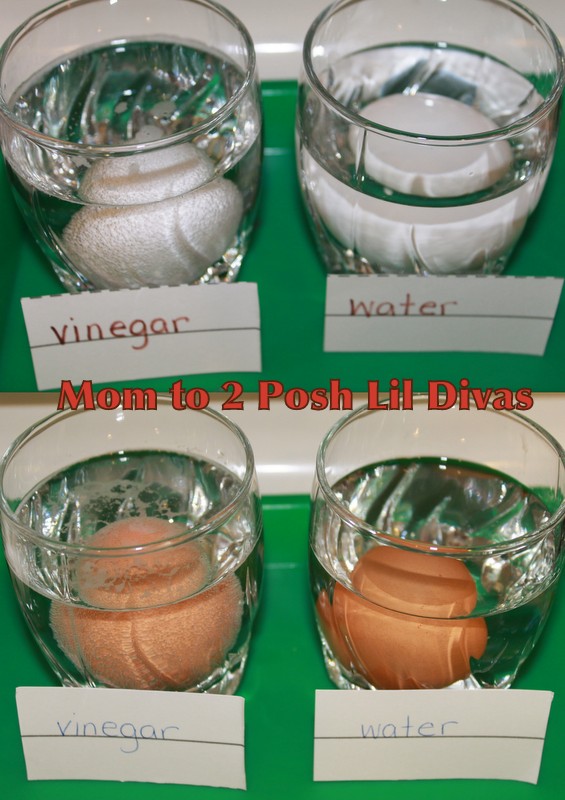 Eggshell in Vinegar Experiment - ScienceWorks