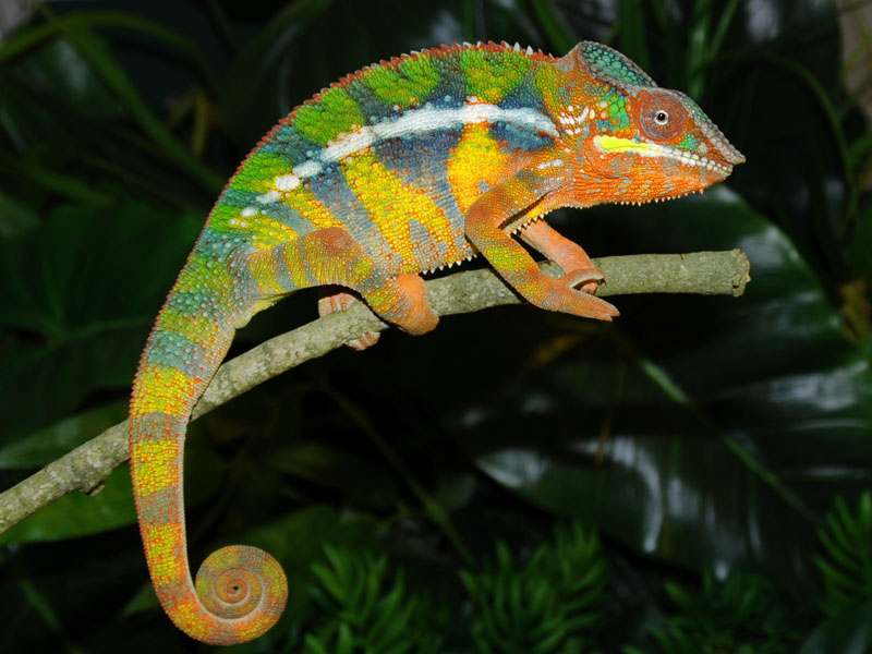 Daily Protein Science: Panther chameleon Amazing Pets.
