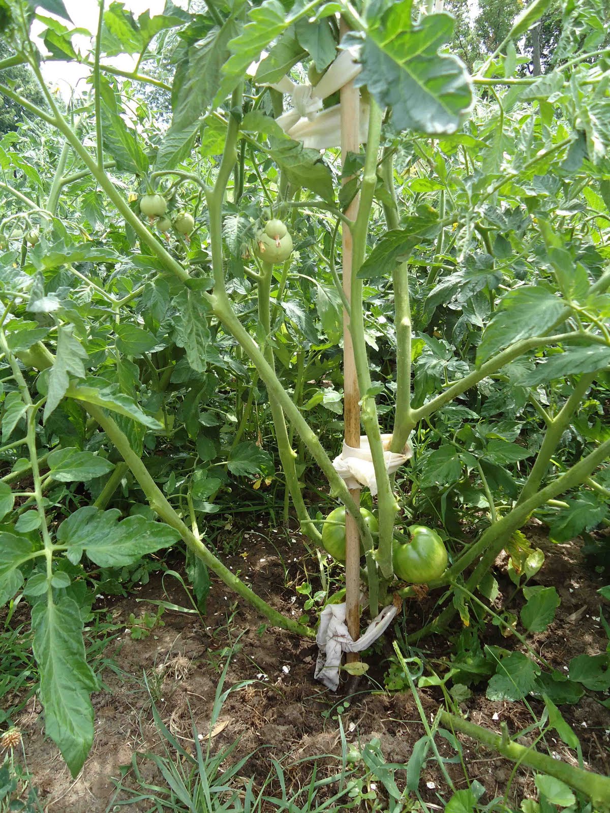 Small Purse, Big Garden How to Prune a Tomato Plant...