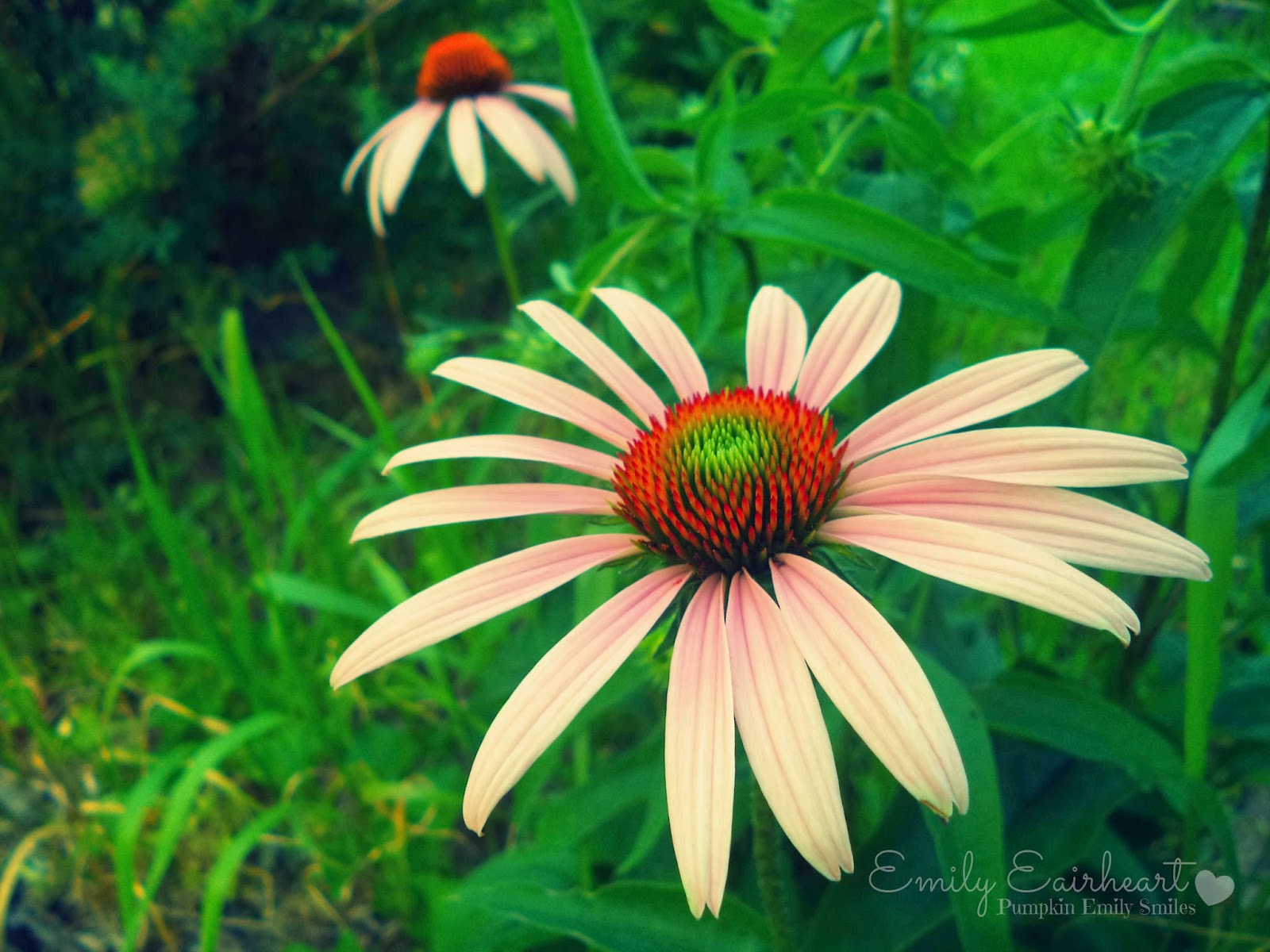 Purple Coneflower up close and one blurred in the back