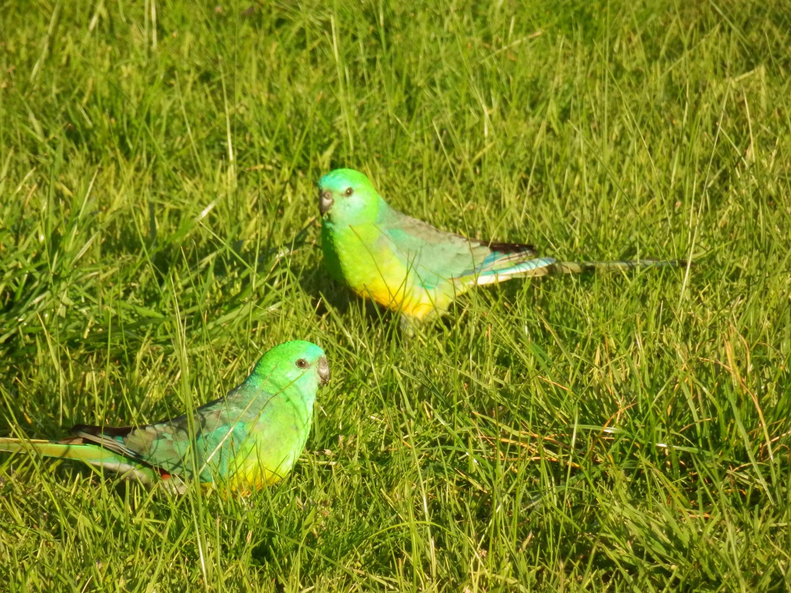 Australian Grass Parrot