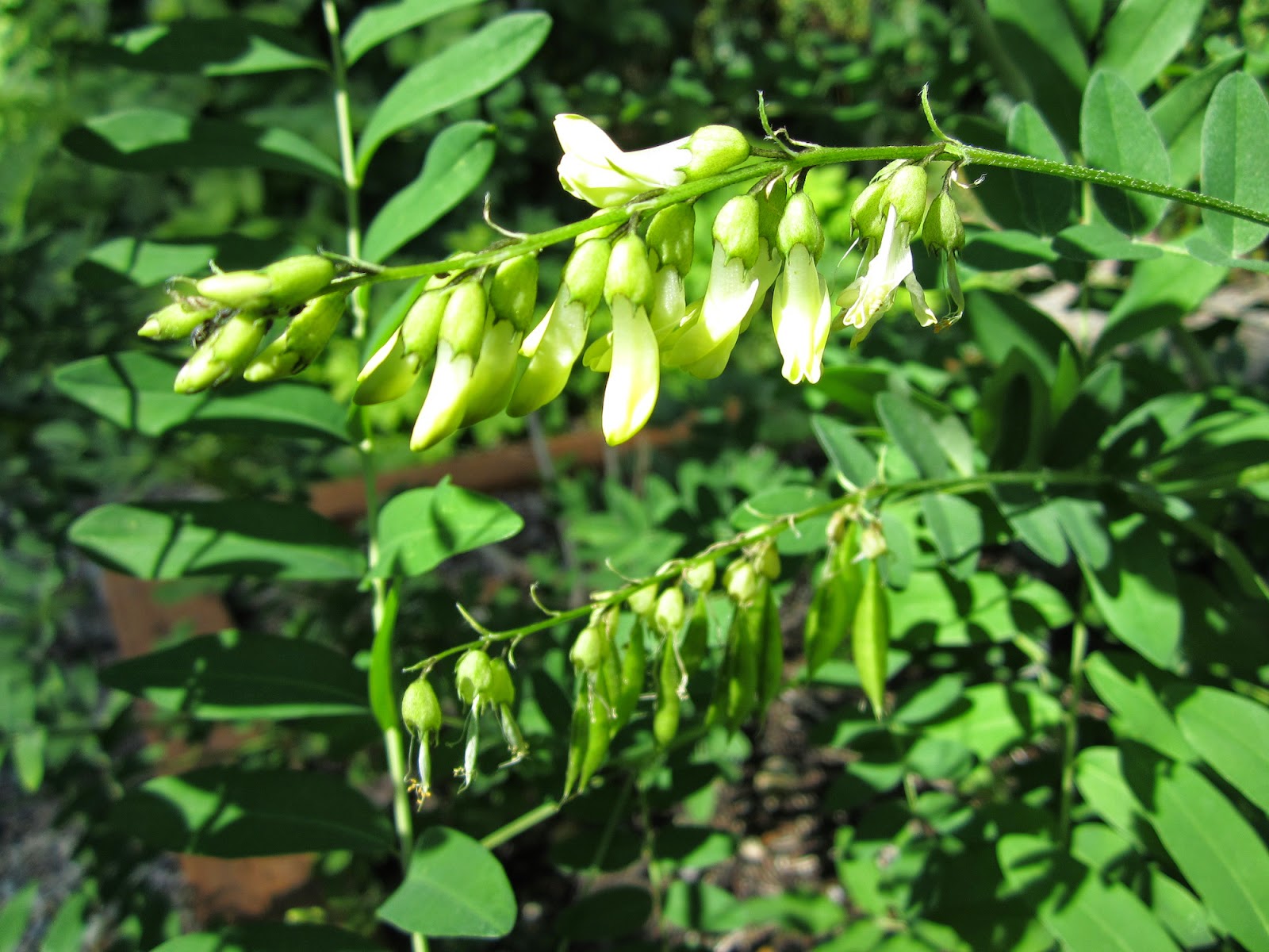 Astragalus membranaceus க்கான பட முடிவு