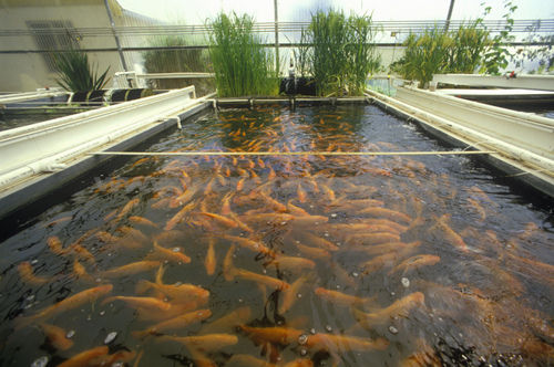 Biofloc fish farming business plan in india pdf picture