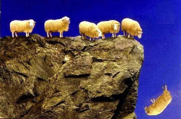 sheep_off_cliff_jpg_scaled1000.jpg
