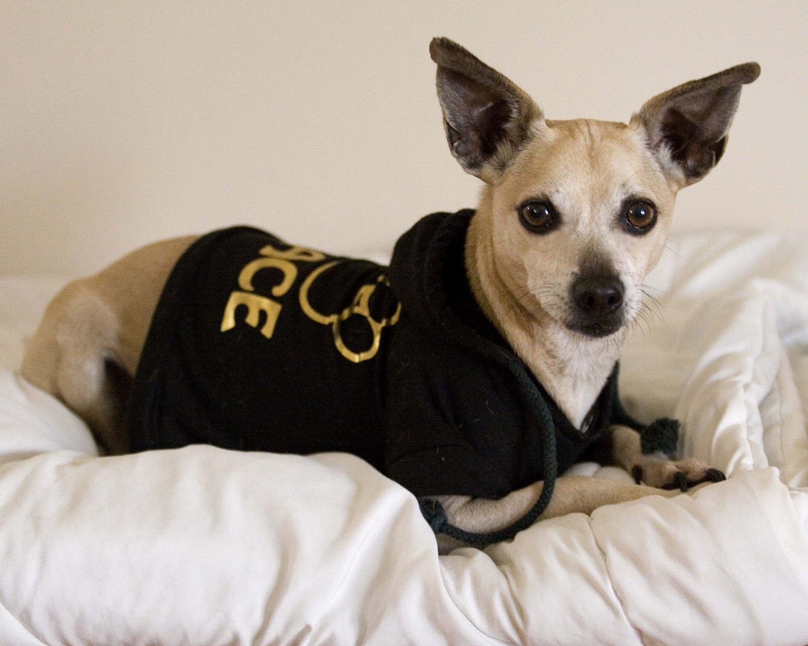 EllaDeanDesigns Orvis Dog Photo Contest For A Good Cause