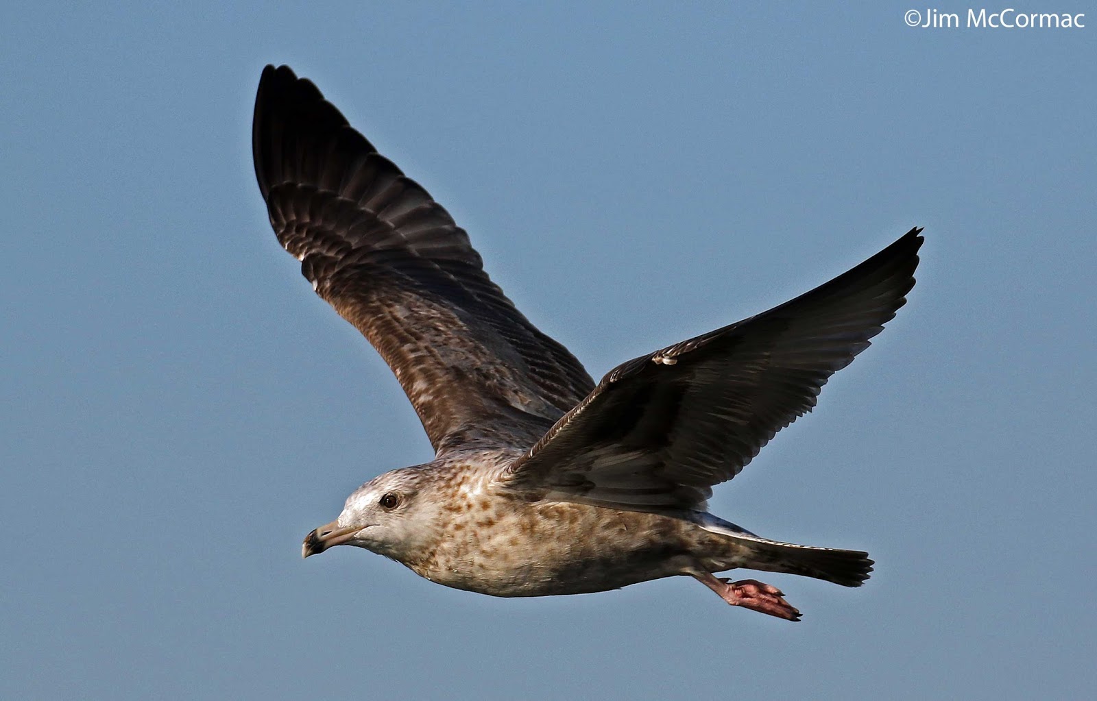 Ohio Birds and Biodiversity Gulls in flight