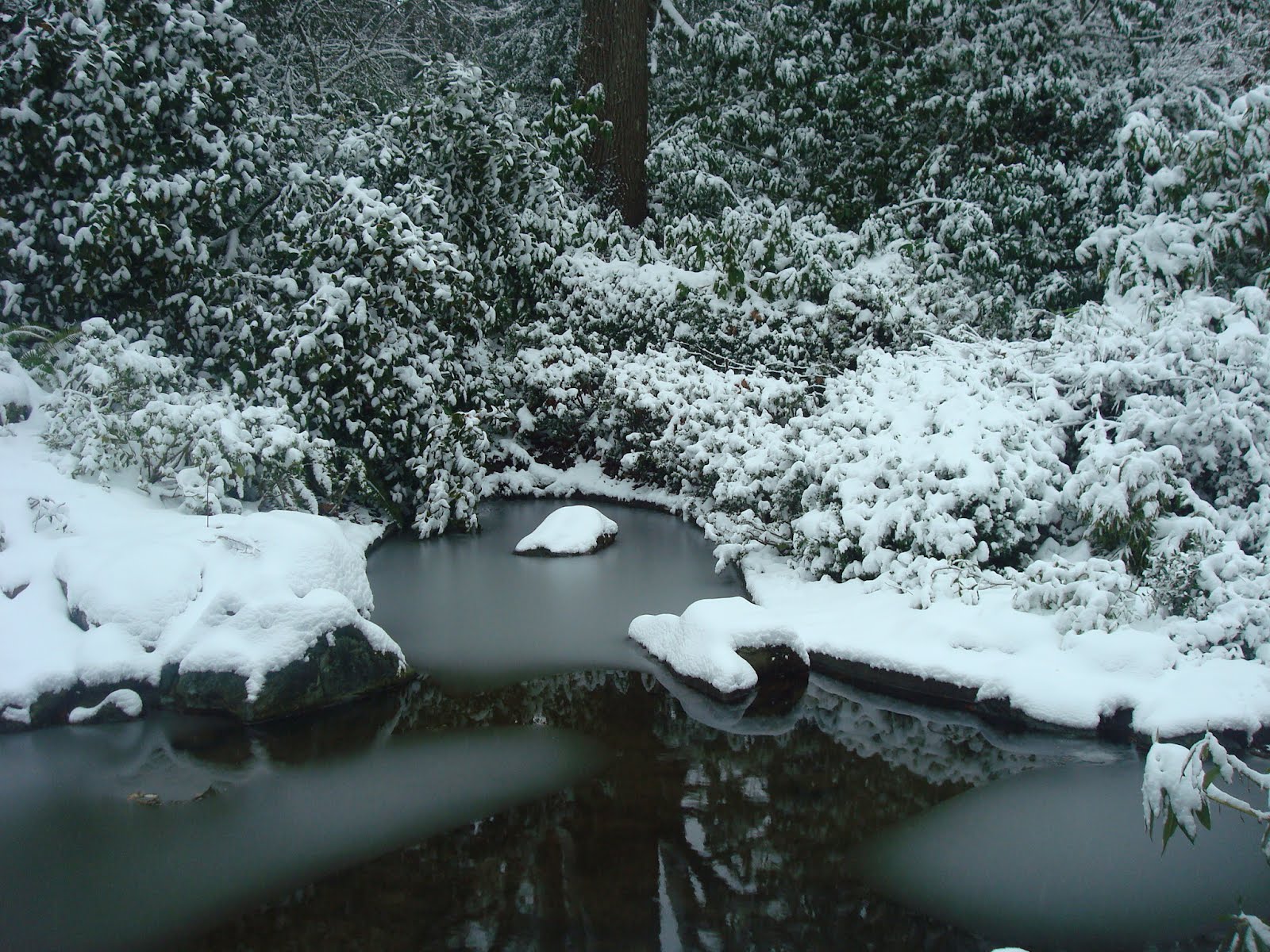 Black Dragon Tea Bar: Kubota Garden in Winter