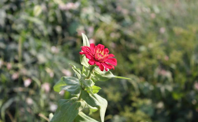 Zinnia Flowers