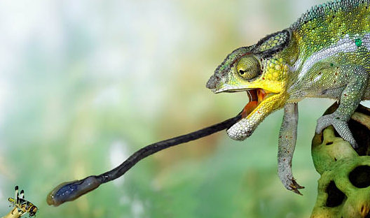 Related Keywords & Suggestions for longest tongue animal