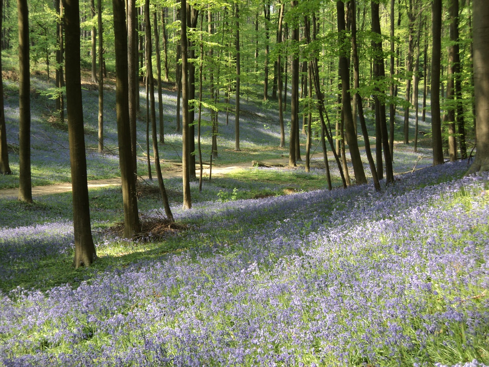 Sumi's Travel Log The forest of Blue bells/ Halle Forest/ Hallerbos