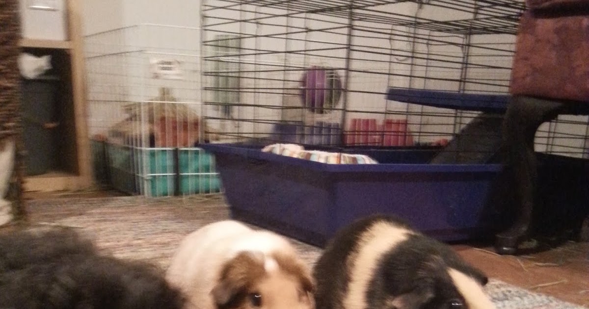 Cavy Savvy A Guinea Pig Blog Can Guinea Pigs Eat Turnip Greens?