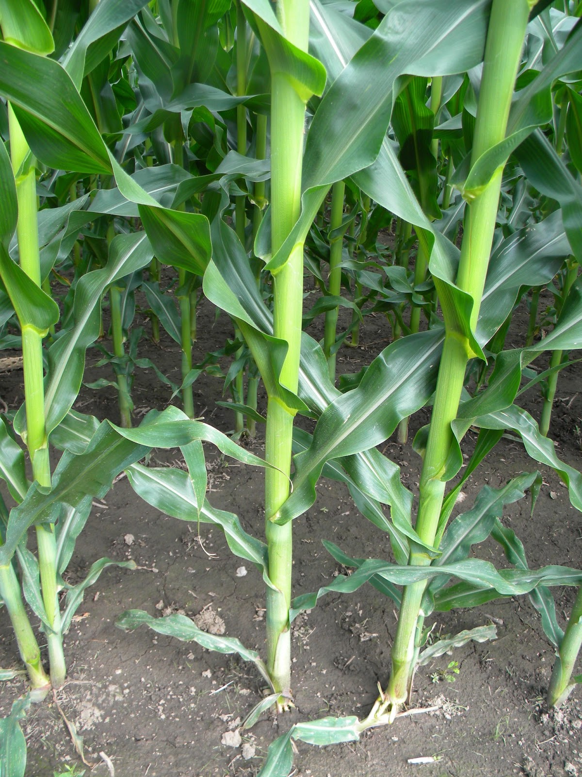 Plant That Looks Like Corn Plant Ideas