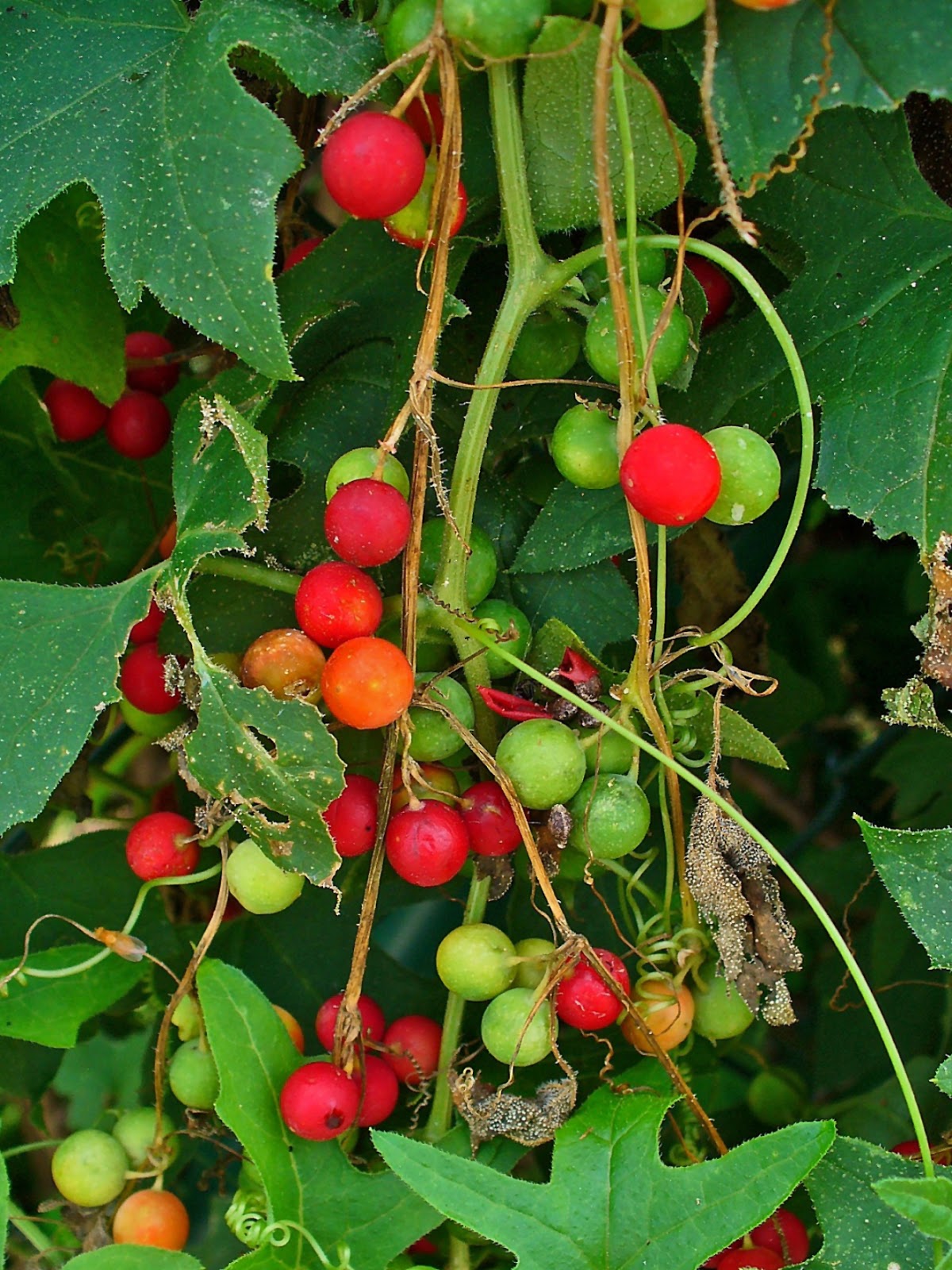 White Bryony (Bryonia Alba) Overview, Health Benefits
