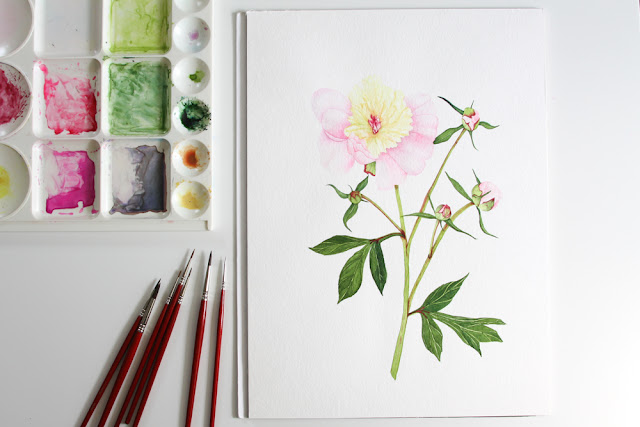 watercolor, peonies, botanical, Anne Butera, My Giant Strawberry