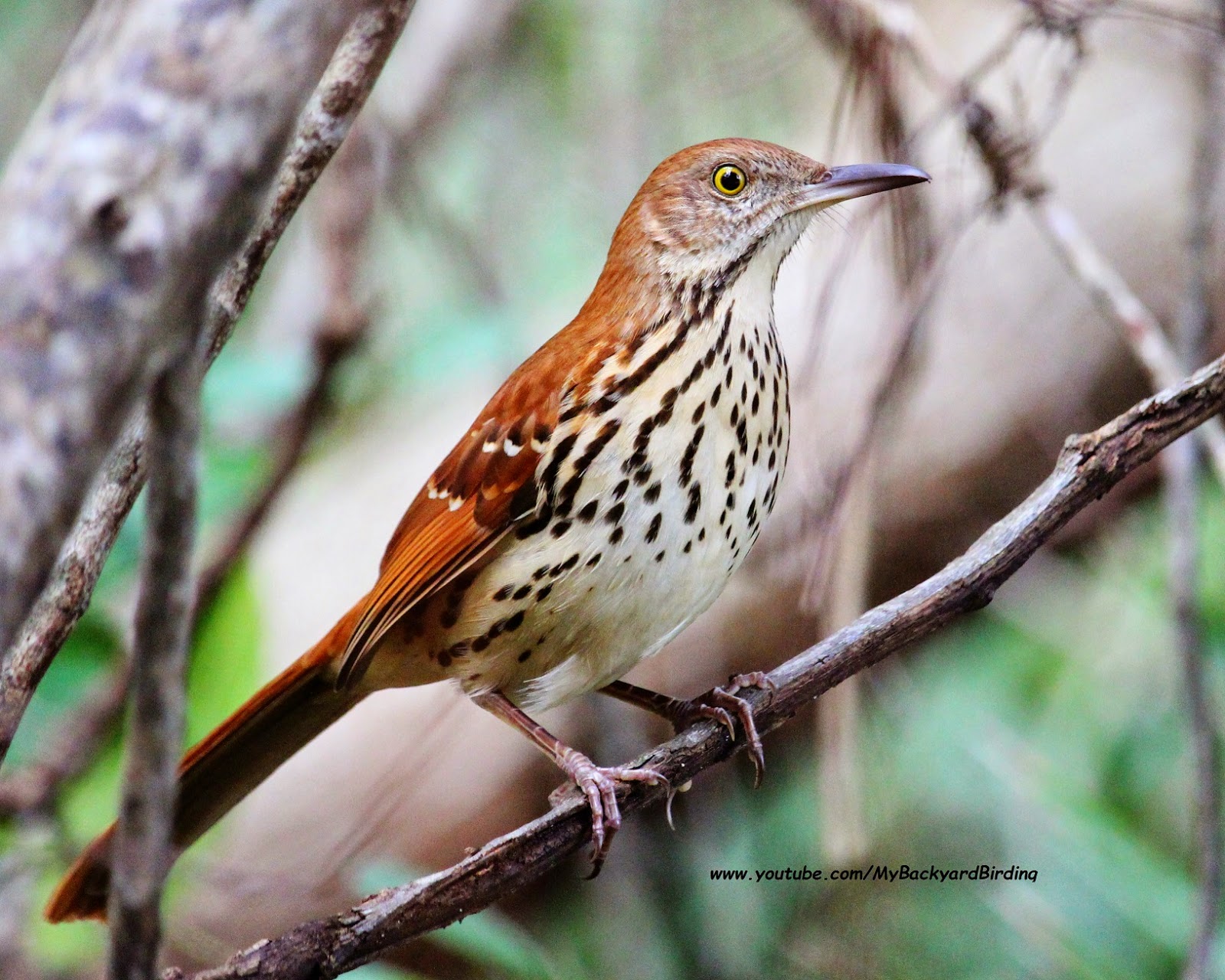 Backyard Birding....and Nature: Brown Thrasher