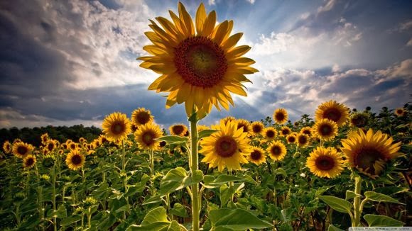Sun Flowers High Resolution Stock Photo