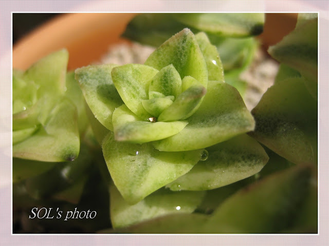 PLANTAS SUCULENTAS E FOLHAGENS ORNAMENTAIS