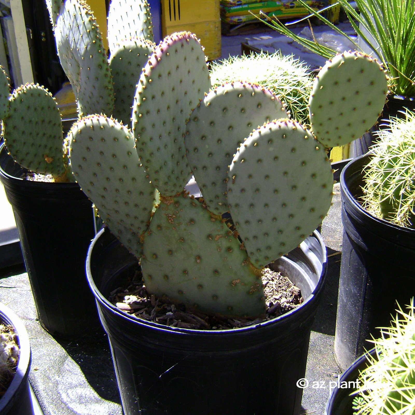 Purple, Prickly and Beautiful Santarita Prickly Pear Ramblings from