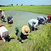 သာေပါင္းမွာ လယ္သမား ၁၄ ဦး ေထာင္ခ်ခံရ