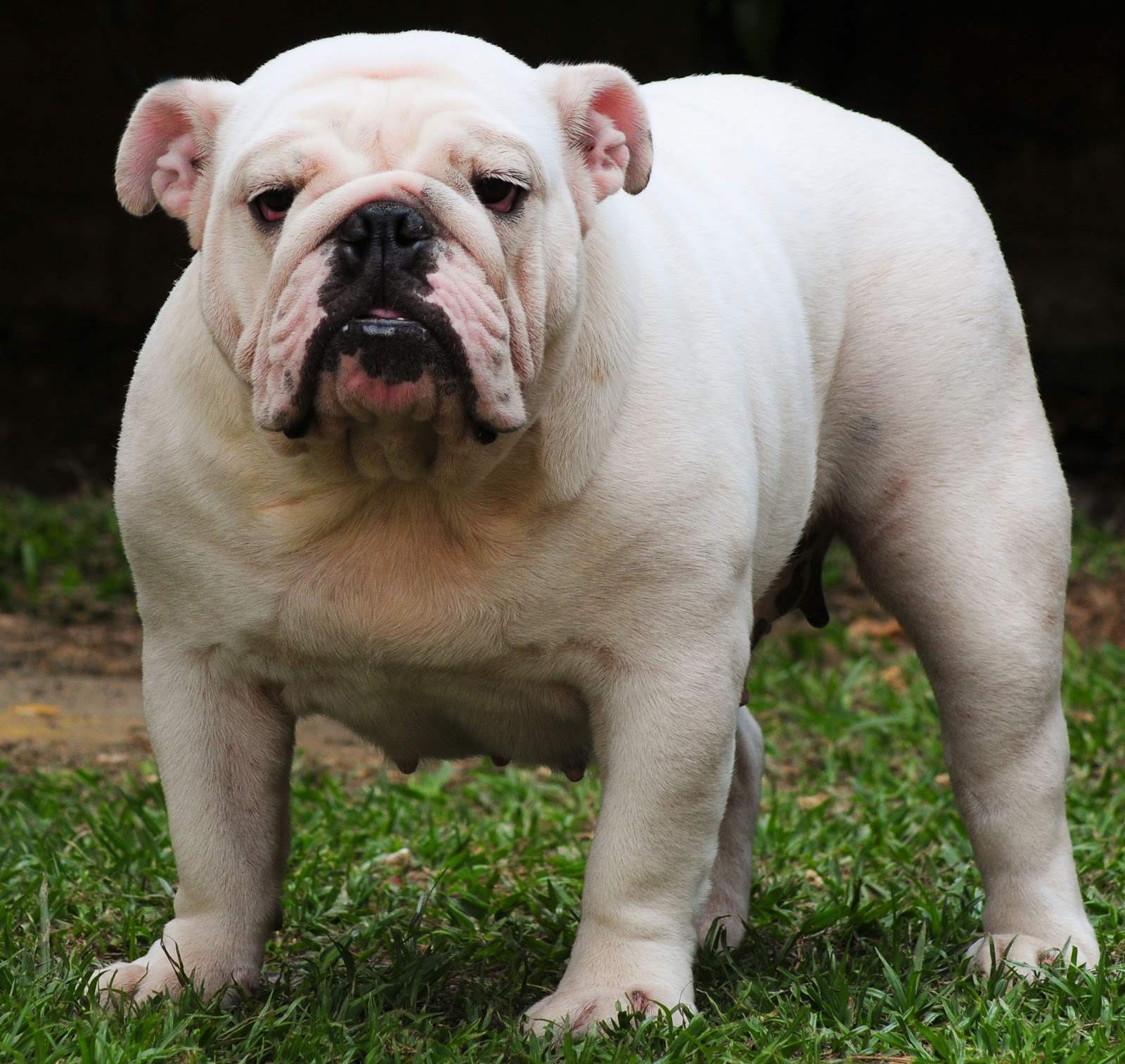 Cute Puppy Dogs: Miniature English Bulldog Puppies Cute Puppy Dogs: Miniature English Bulldog Puppies