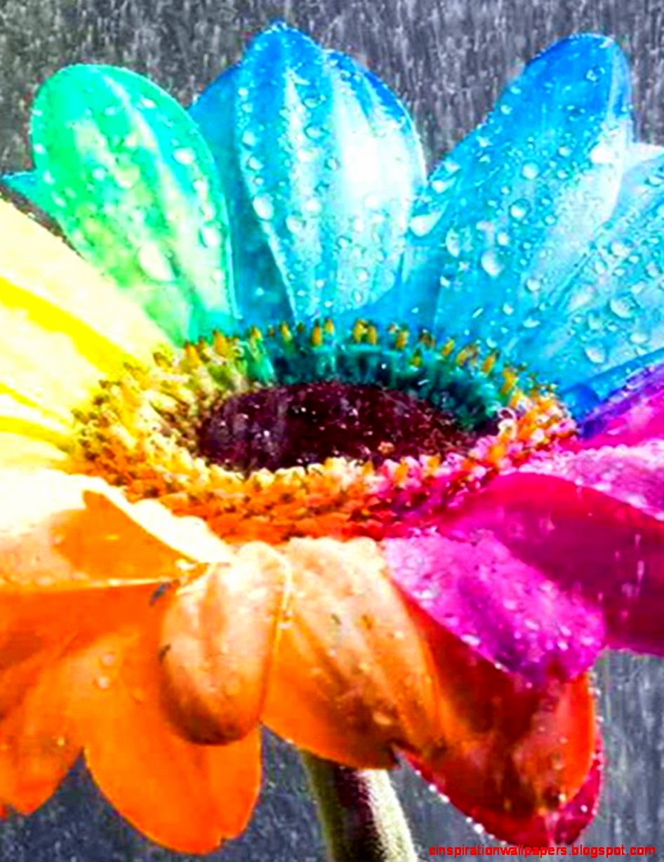 Rain over a rainbow flower HD DesktopMobile Wallpaper Rain over a rainbow flower HD DesktopMobile Wallpaper