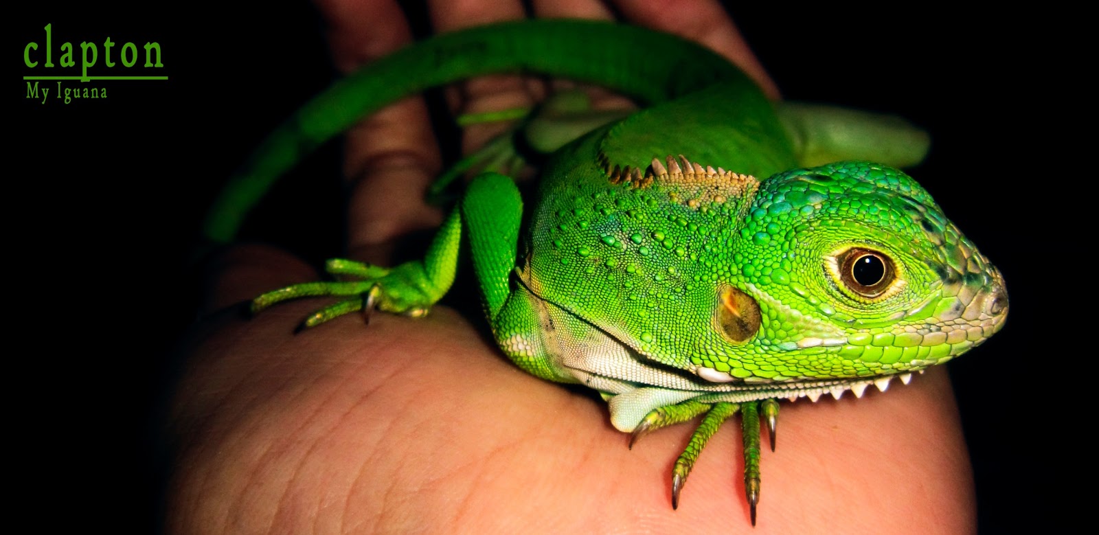 iguana hamil