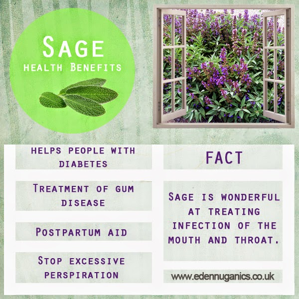 Sage, Description, Plant, Herb, Uses, & Facts