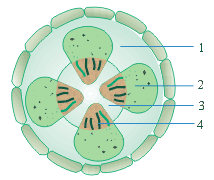 Biology assignment: tugas 2 semester 2(20 SOAL PILIHAN GANDA MATERI
