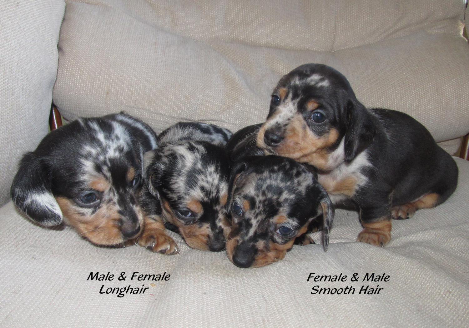 blue dachshund puppies for sale blue merle dachshund for sale breeds picture blue dachshund puppies for sale blue merle dachshund for sale breeds picture