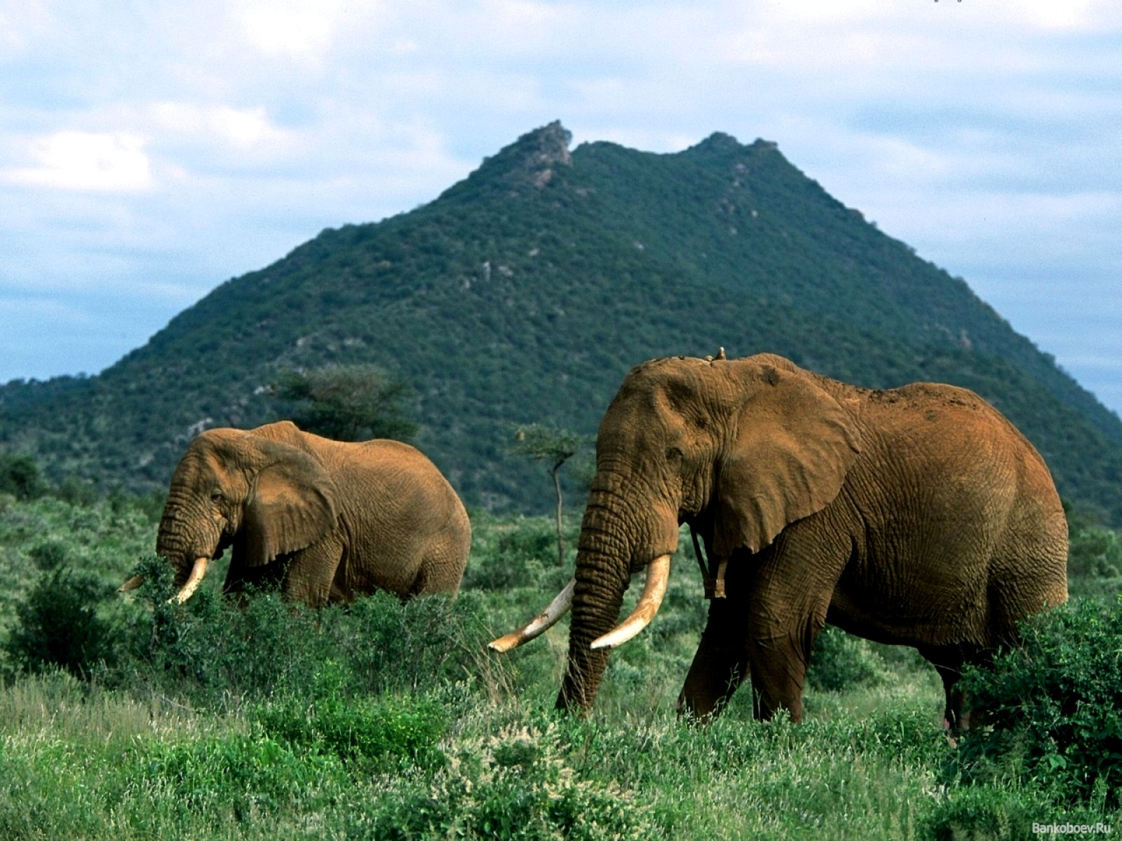 Elephant Tusk Wallpapers | Fun Animals Wiki, Videos, Pictures, Stories