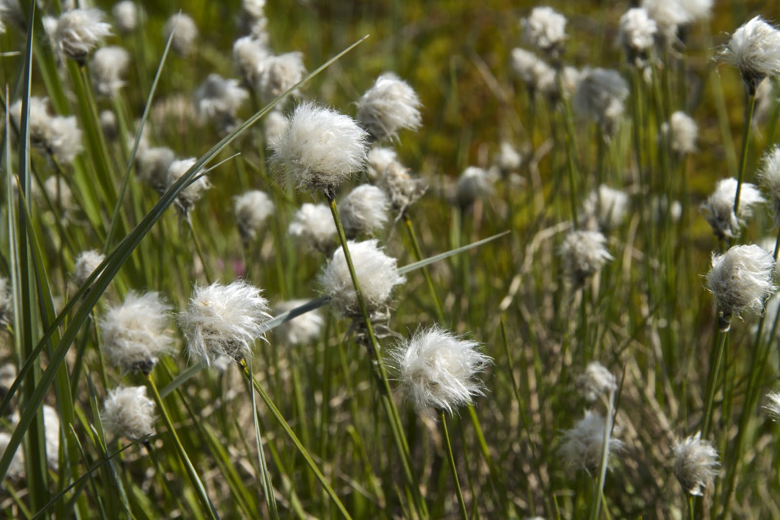 EASTERN CANADA JOURNEY OF DISCOVERY LABRADOR (PART 1)